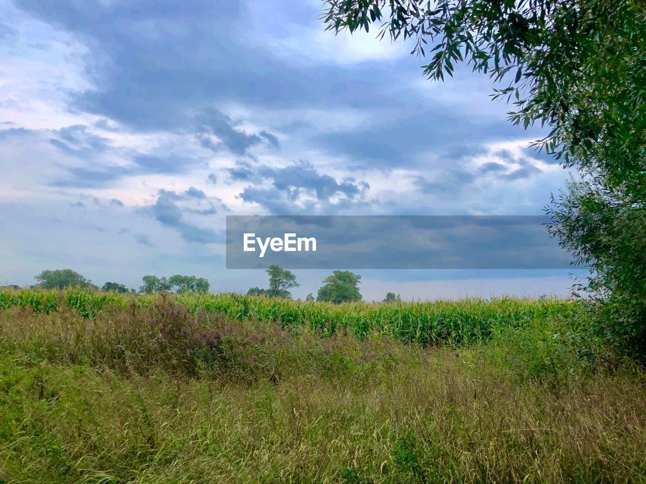 PLANTS GROWING ON LAND