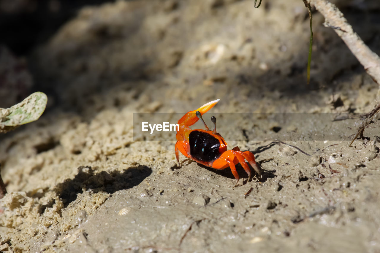 High angle view of an orange-black crab on land