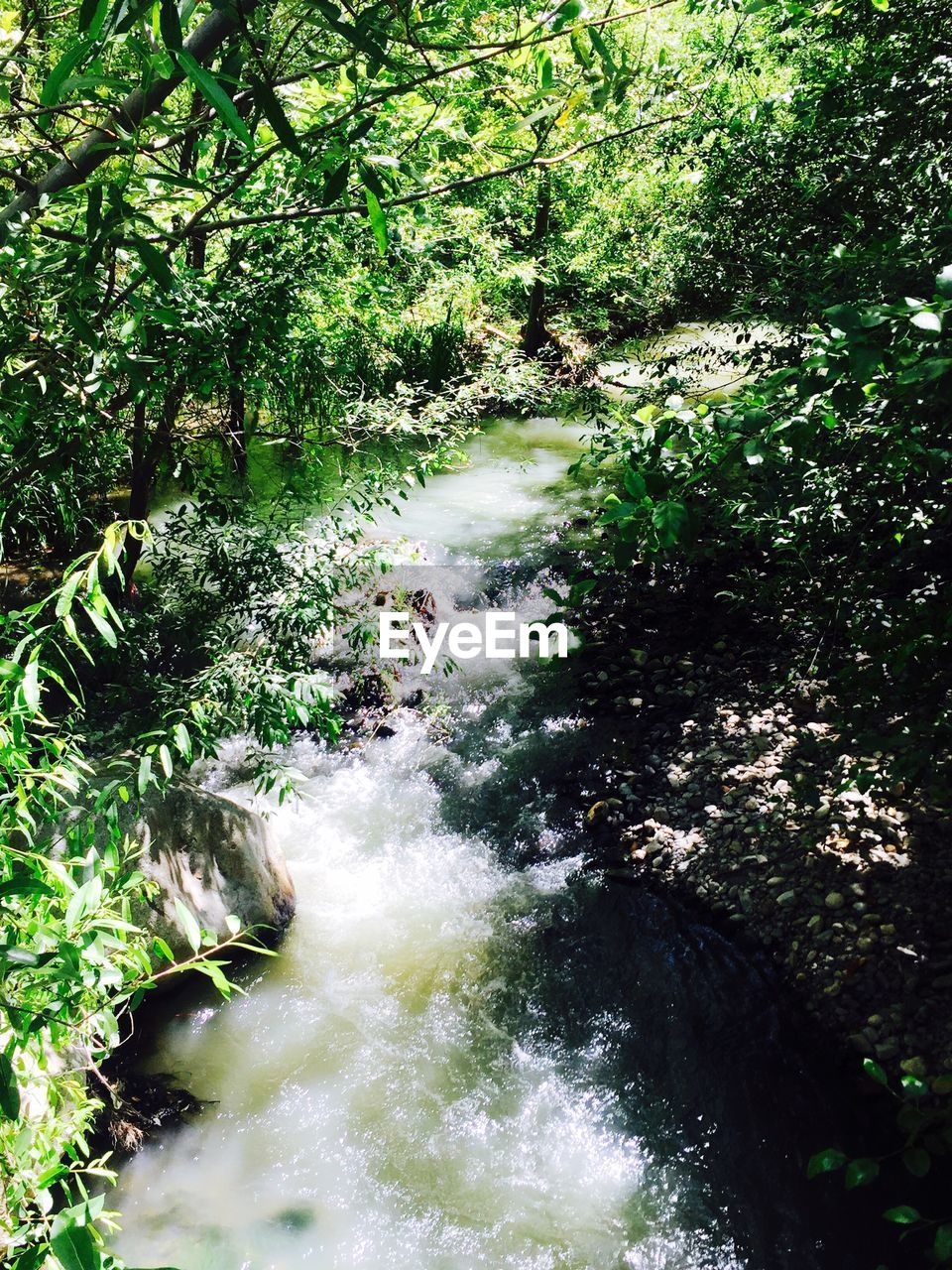 SCENIC VIEW OF RIVER FLOWING IN FOREST