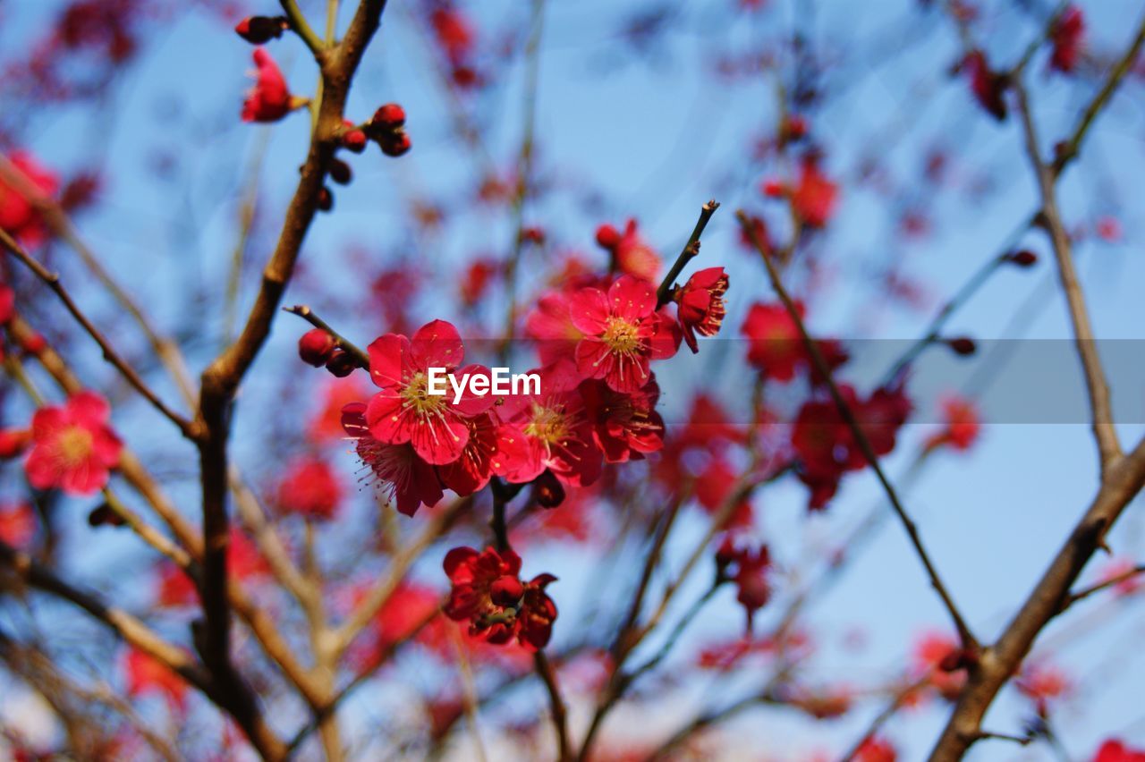 CLOSE-UP OF RED CHERRY BLOSSOM