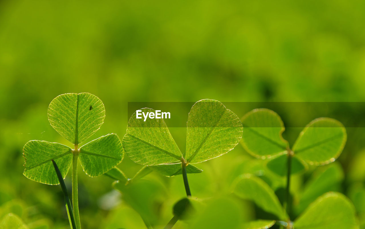 Close-up of clovers growing on field