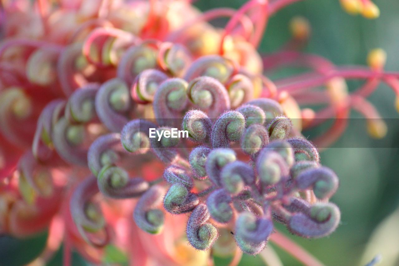 Grevillea flower head