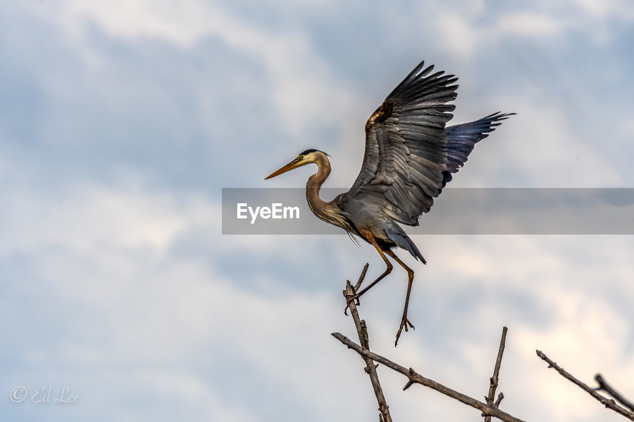 Low angle view of a great blue heron 