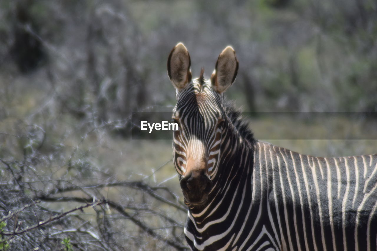 animal, animal themes, animal wildlife, mammal, wildlife, striped, one animal, zebra, no people, nature, safari, domestic animals, outdoors, herbivorous, focus on foreground, plant, portrait, travel destinations, beauty in nature, tourism, wildlife reserve, tree