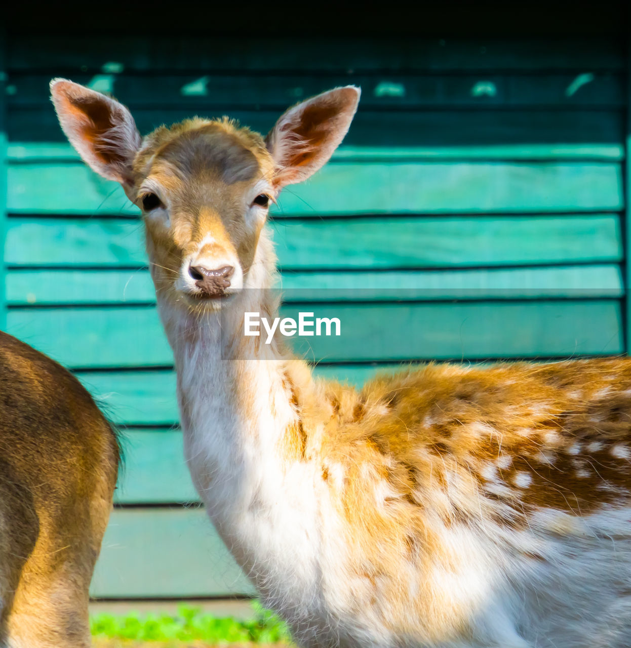 animal themes, animal, mammal, domestic animals, portrait, animal wildlife, livestock, one animal, looking at camera, wildlife, no people, nature, pet, deer, animal body part, standing, agriculture, day, close-up, outdoors, brown, focus on foreground, farm, herbivorous, animal head