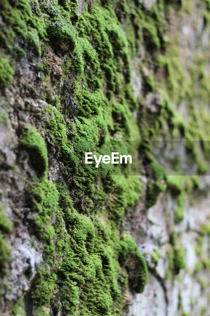 Close-up of moss growing on tree trunk