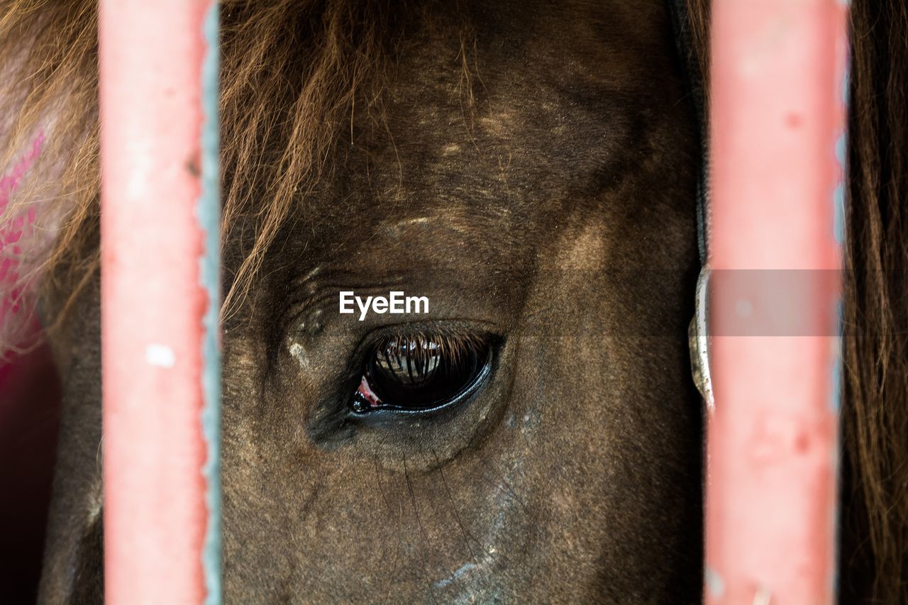 Cropped eye of horse