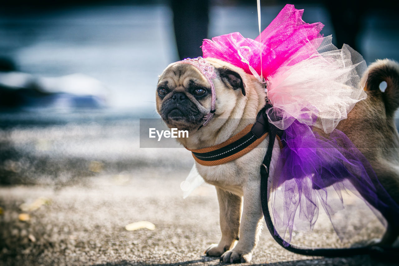 Close-up of pug wearing colorful pet clothing