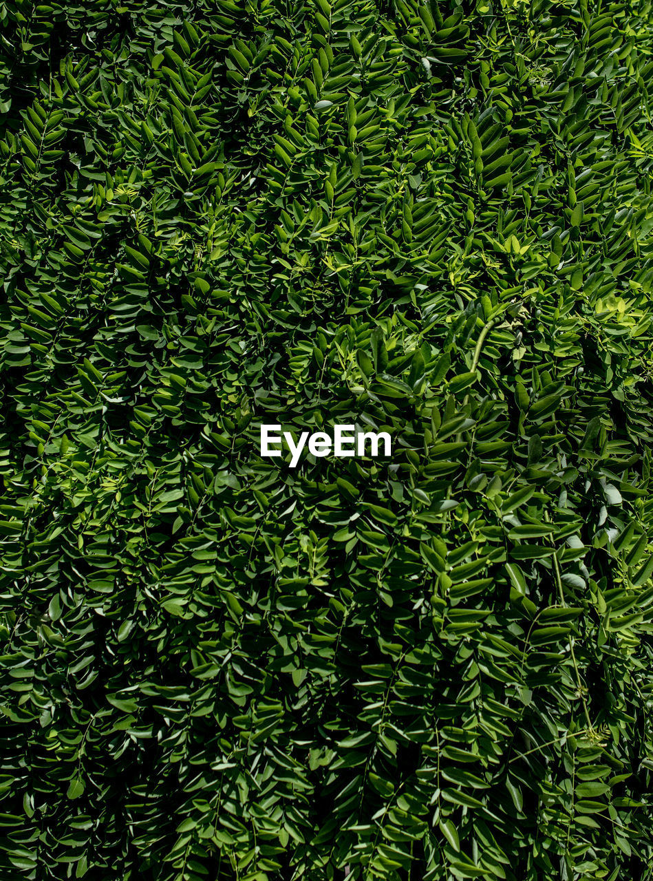 FULL FRAME SHOT OF BAMBOO TREES