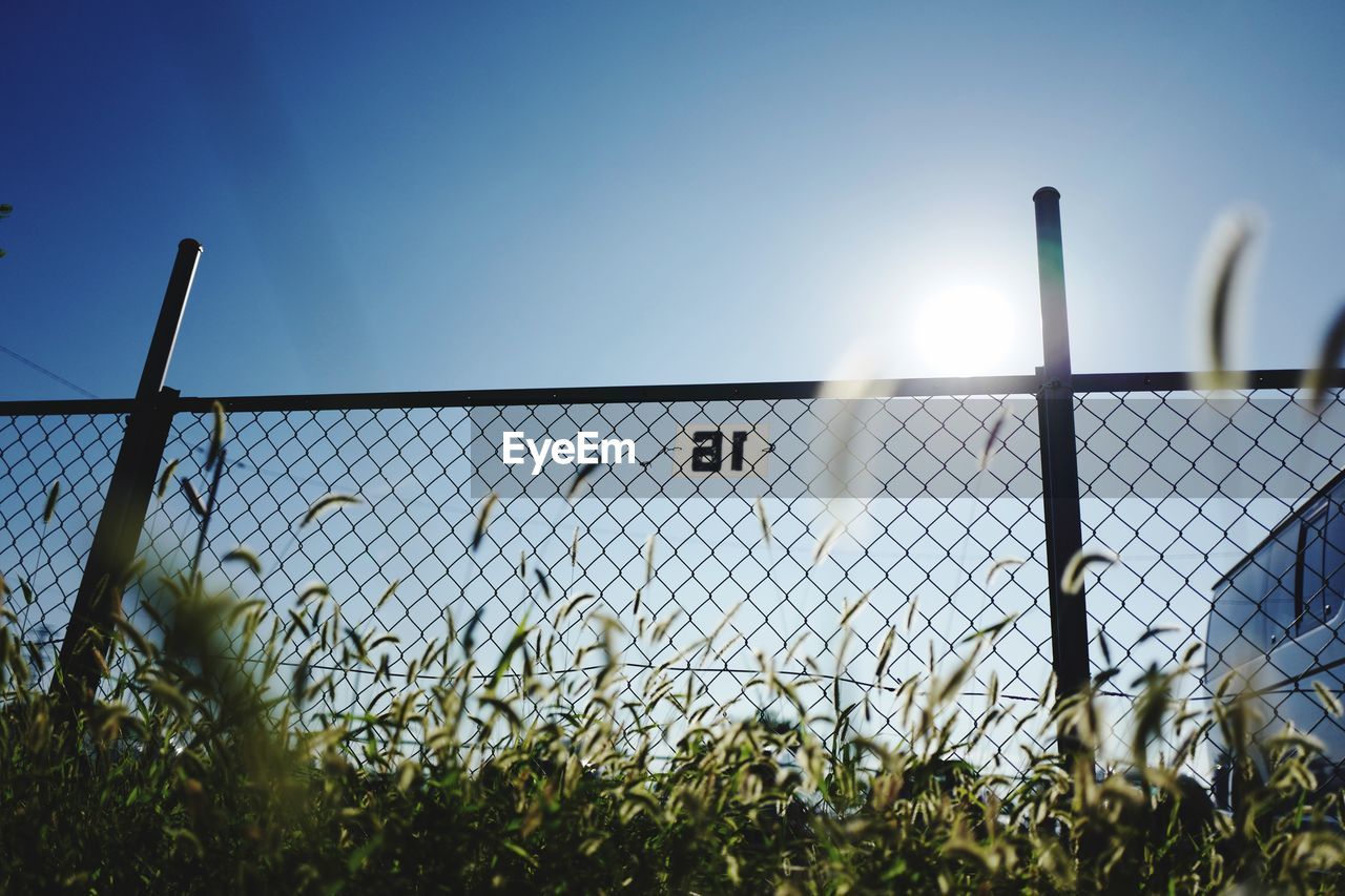 Low angle view of plants growing by chainlink fence against blue sky on sunny day