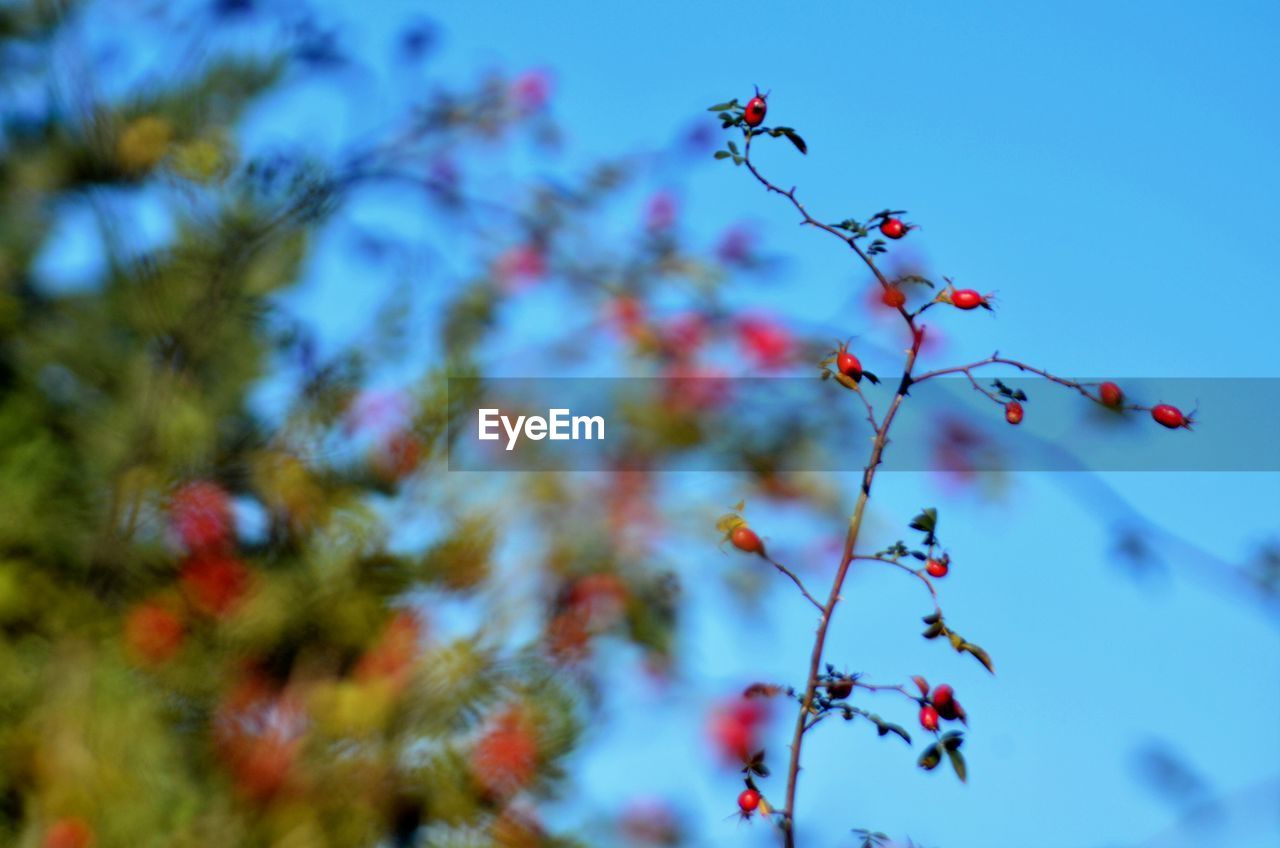 LOW ANGLE VIEW OF BERRIES ON TREE AGAINST SKY