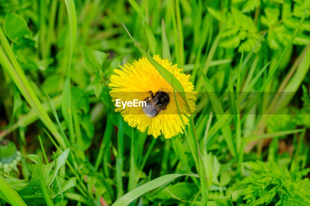 CLOSE-UP OF INSECT POLLINATING ON FLOWER