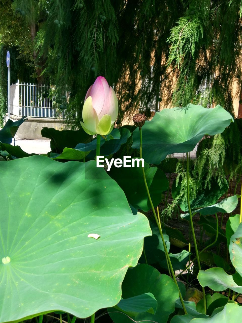 CLOSE-UP OF LOTUS WATER LILY IN GARDEN