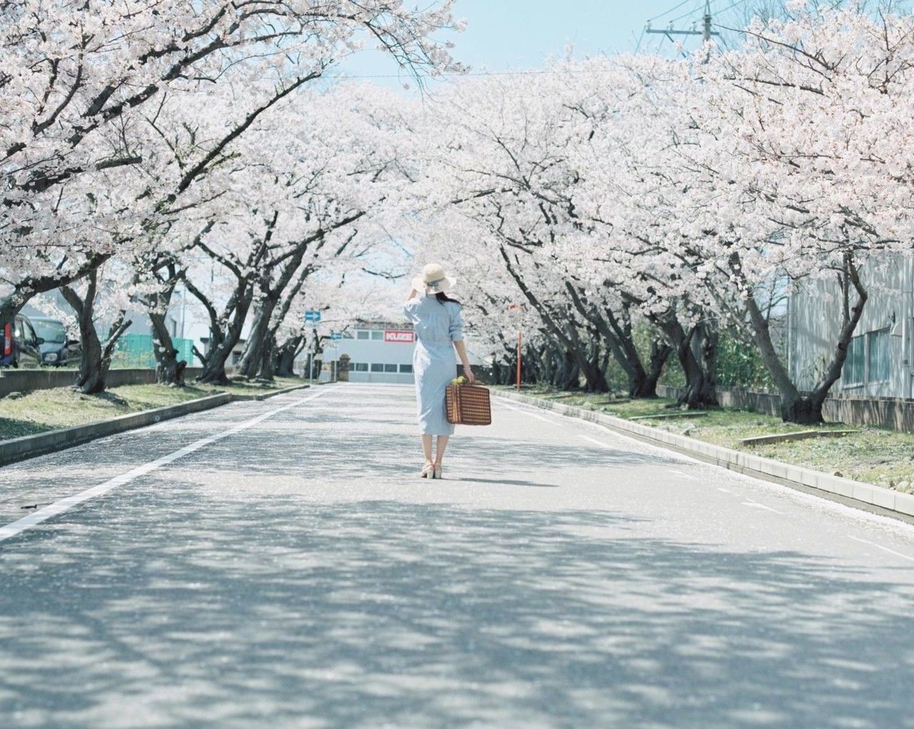 tree, plant, spring, one person, flower, cherry blossom, full length, nature, road, springtime, adult, blossom, day, women, transportation, rear view, lifestyles, walking, beauty in nature, flowering plant, leisure activity, freshness, casual clothing, branch, growth, winter, cherry tree, fragility, outdoors, young adult, city, motion, footpath, bare tree, the way forward, clothing, sunlight, street, sky