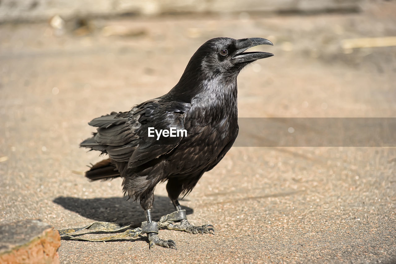 CLOSE-UP OF A BIRD