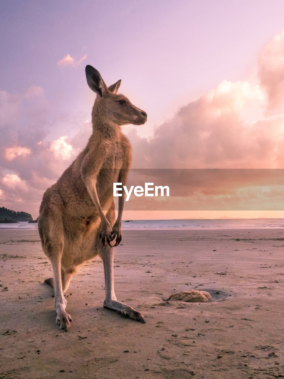 Kangaroo standing at beach against sky during sunset