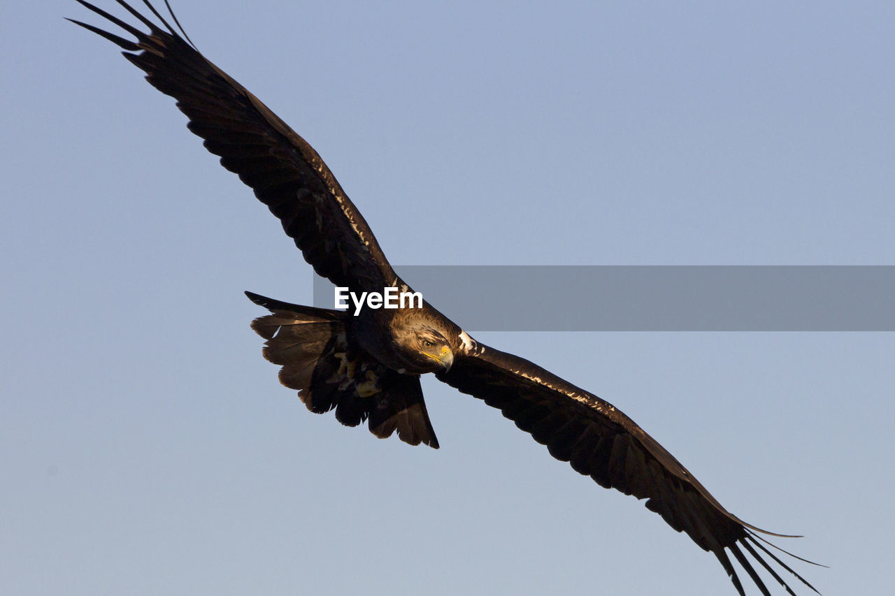 LOW ANGLE VIEW OF EAGLE FLYING