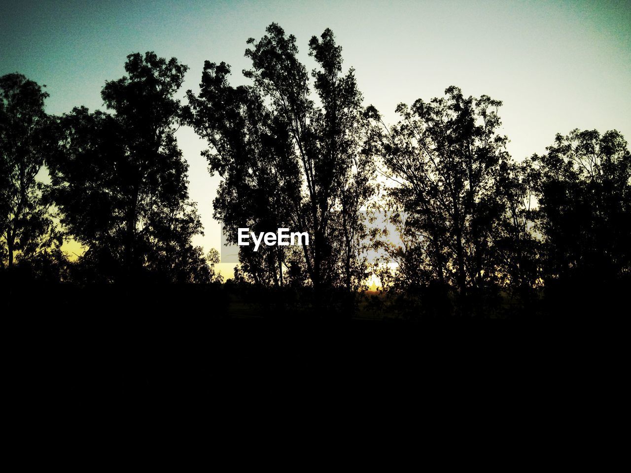 SILHOUETTE OF TREES AT SUNSET