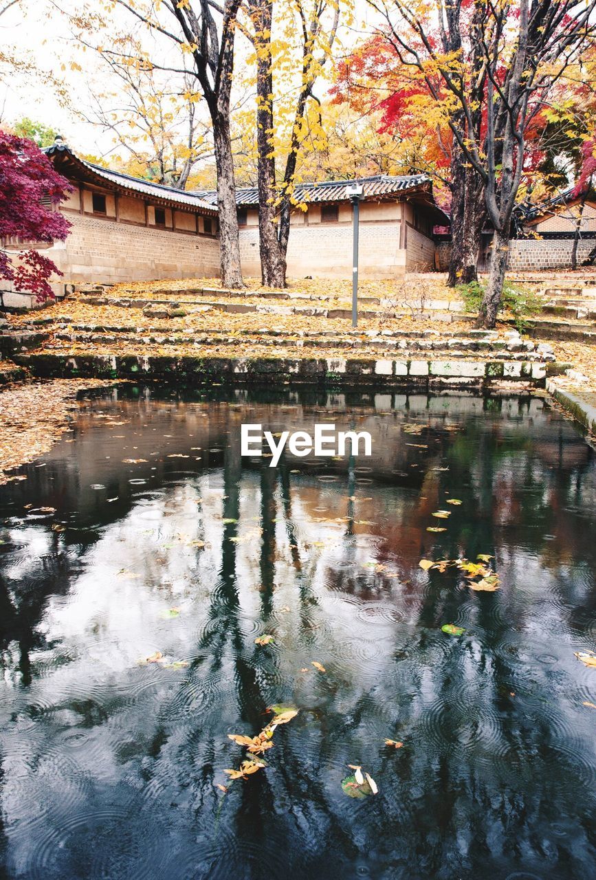 REFLECTION OF TREES ON WATER