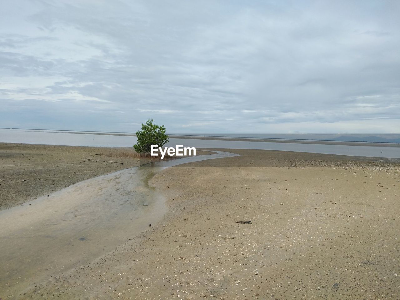 PLANTS GROWING ON BEACH AGAINST SKY