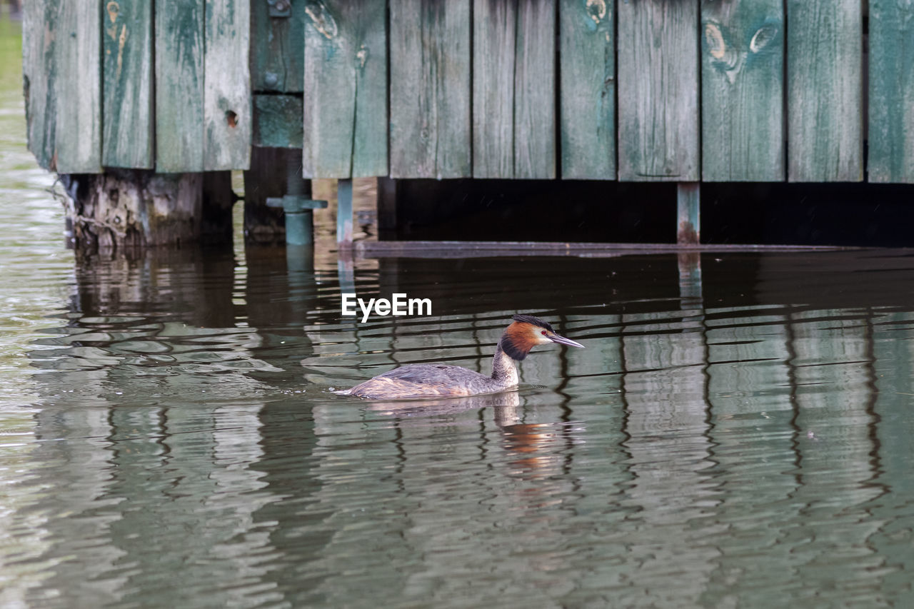 DUCKS SWIMMING IN LAKE