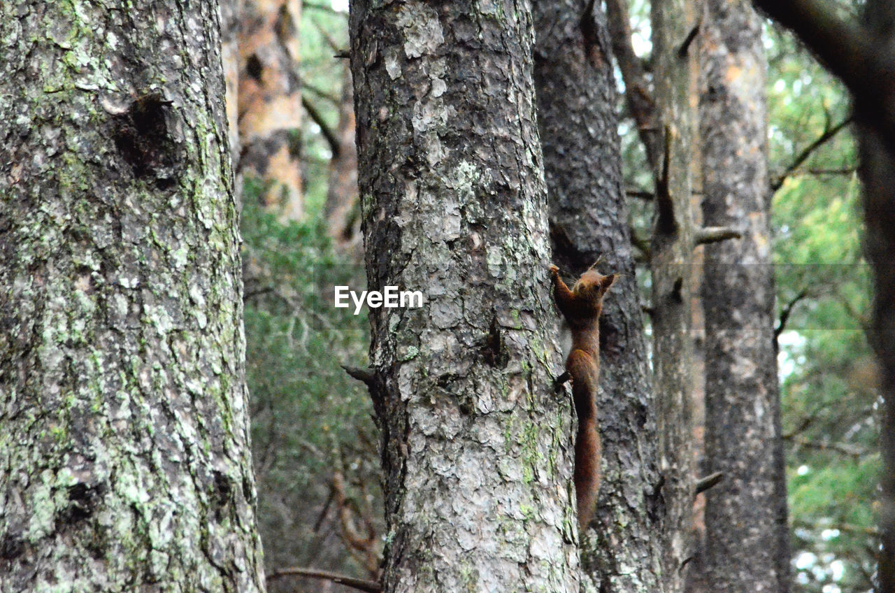 VIEW OF A TREE TRUNK