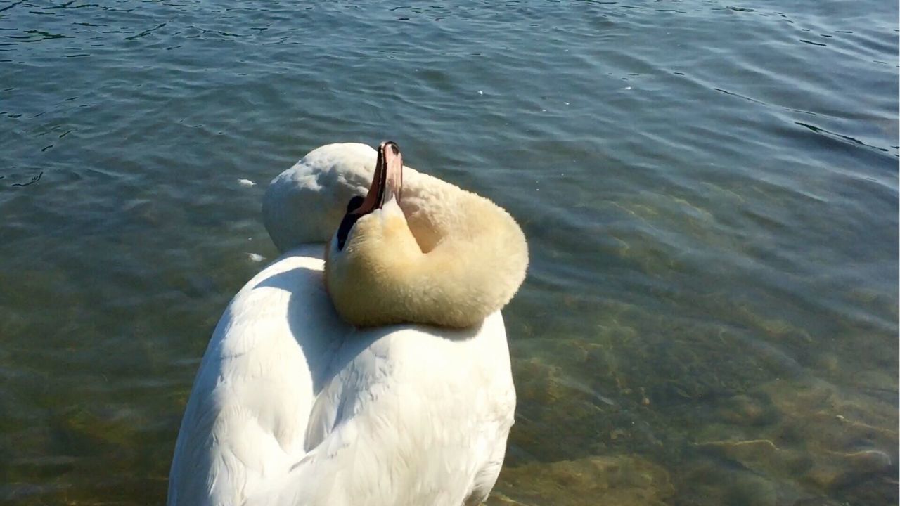 WHITE SWAN IN WATER