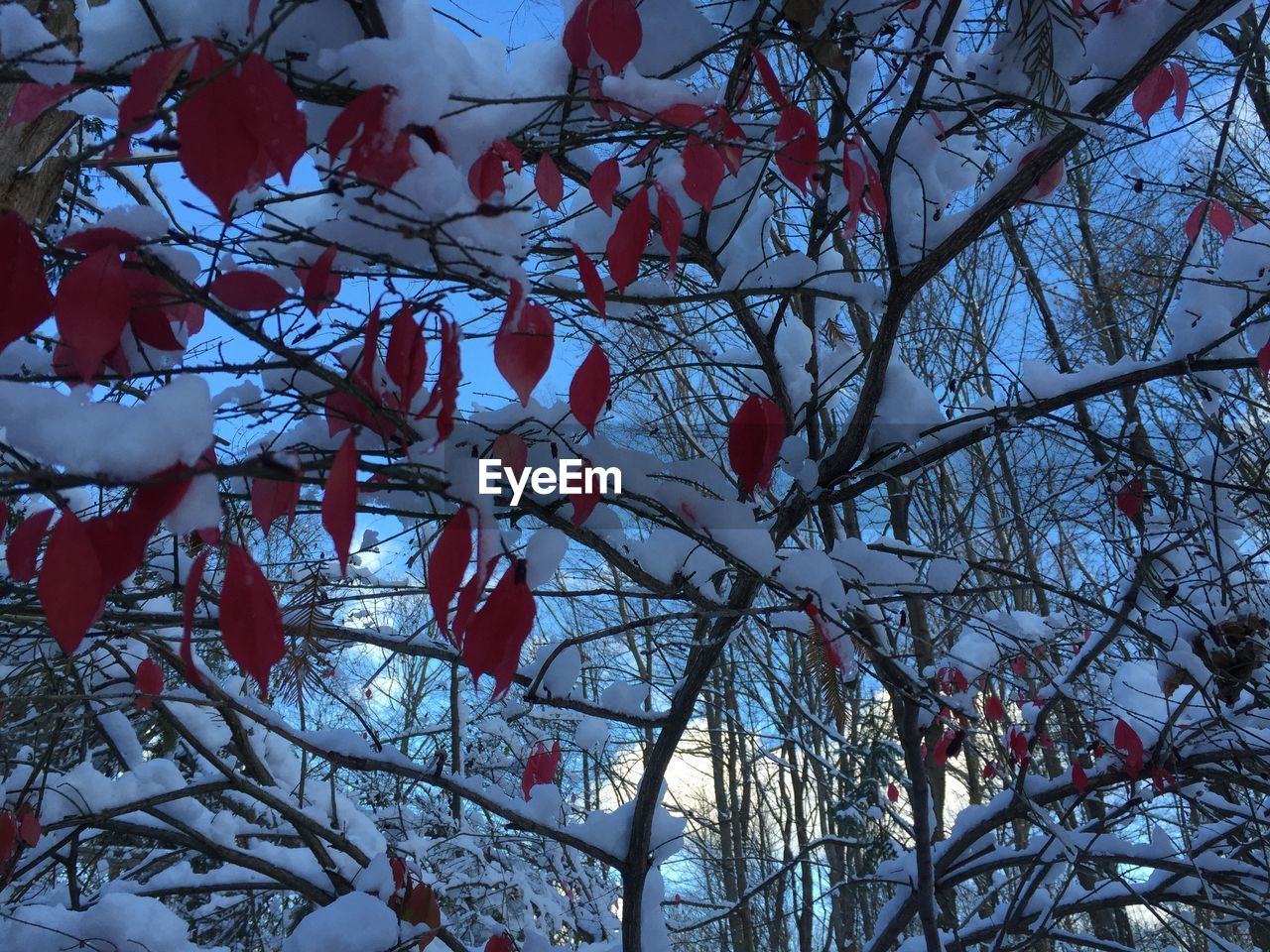 LOW ANGLE VIEW OF BARE TREES AGAINST THE SKY