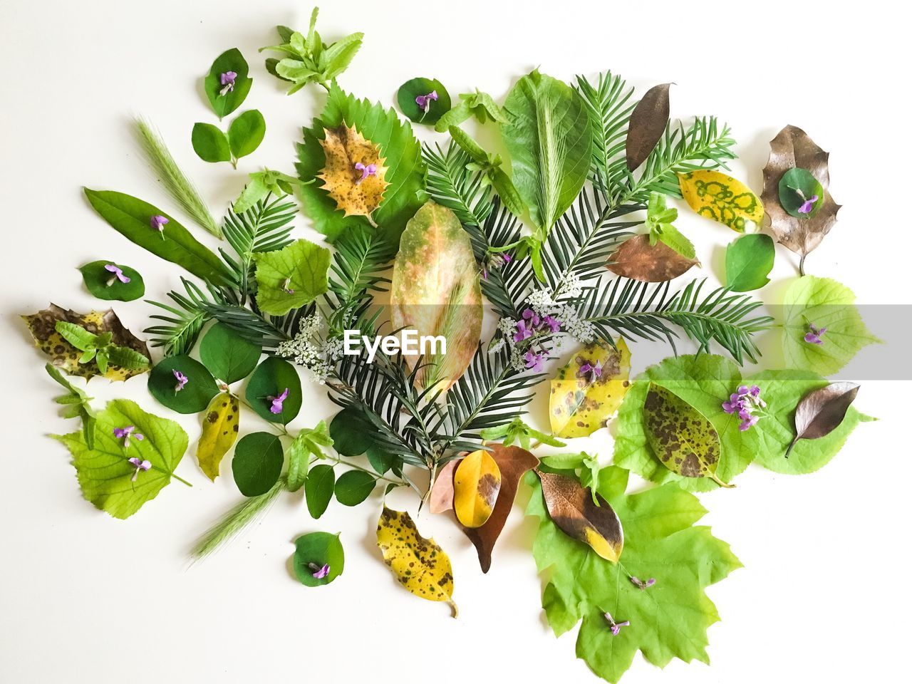 High angle view of leaves on white background