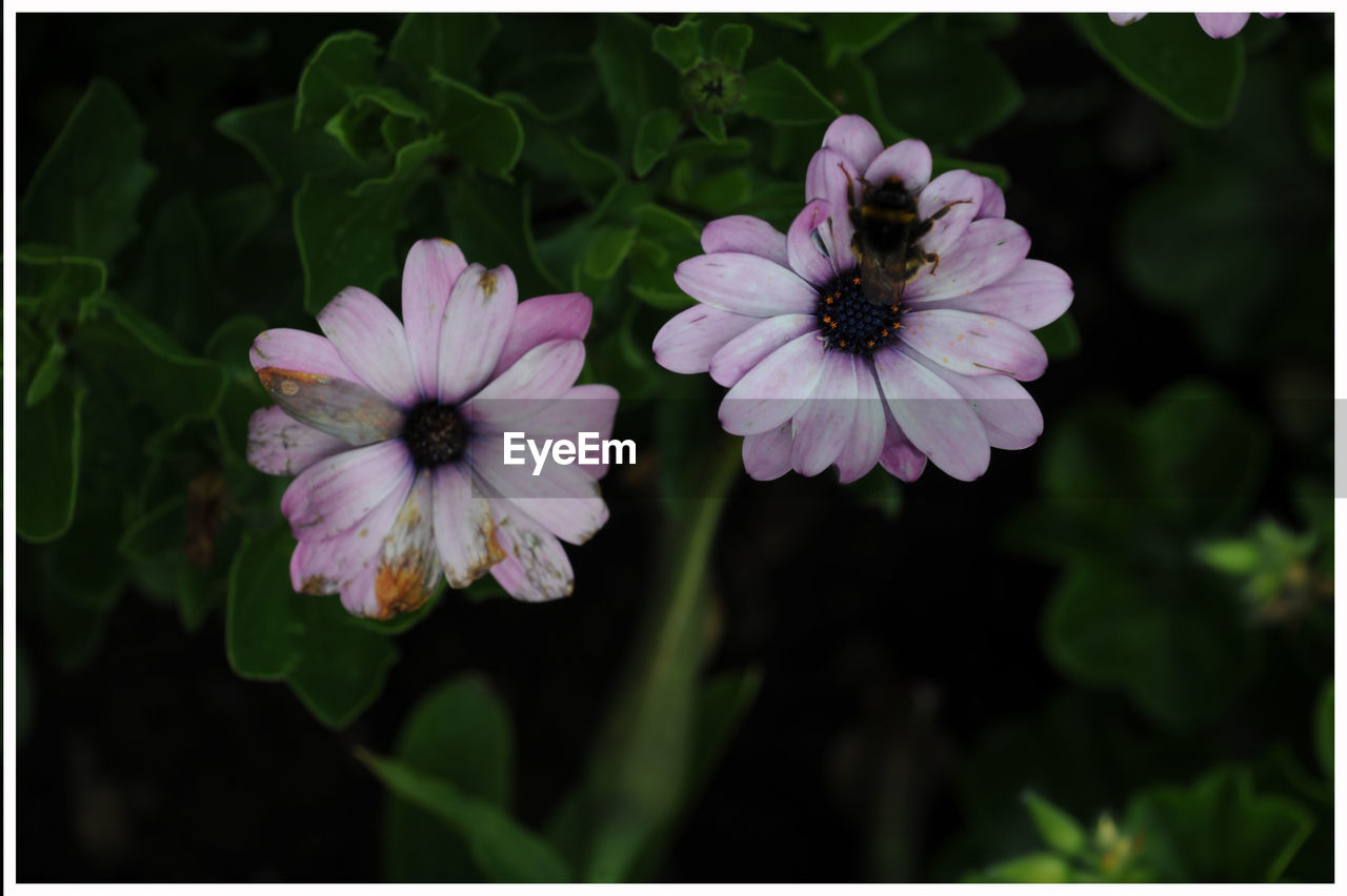 CLOSE-UP OF PINK FLOWERS BLOOMING OUTDOORS