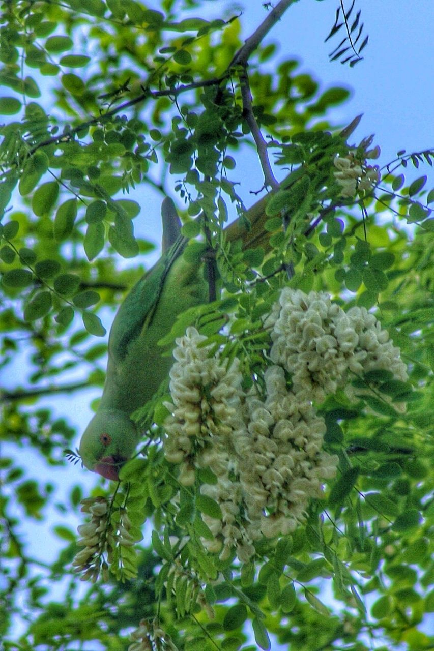 LOW ANGLE VIEW OF BIRD ON TREE