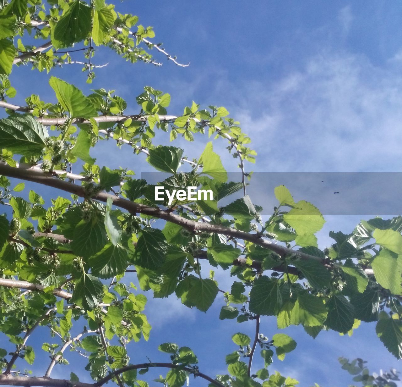 LOW ANGLE VIEW OF FRESH TREE AGAINST SKY