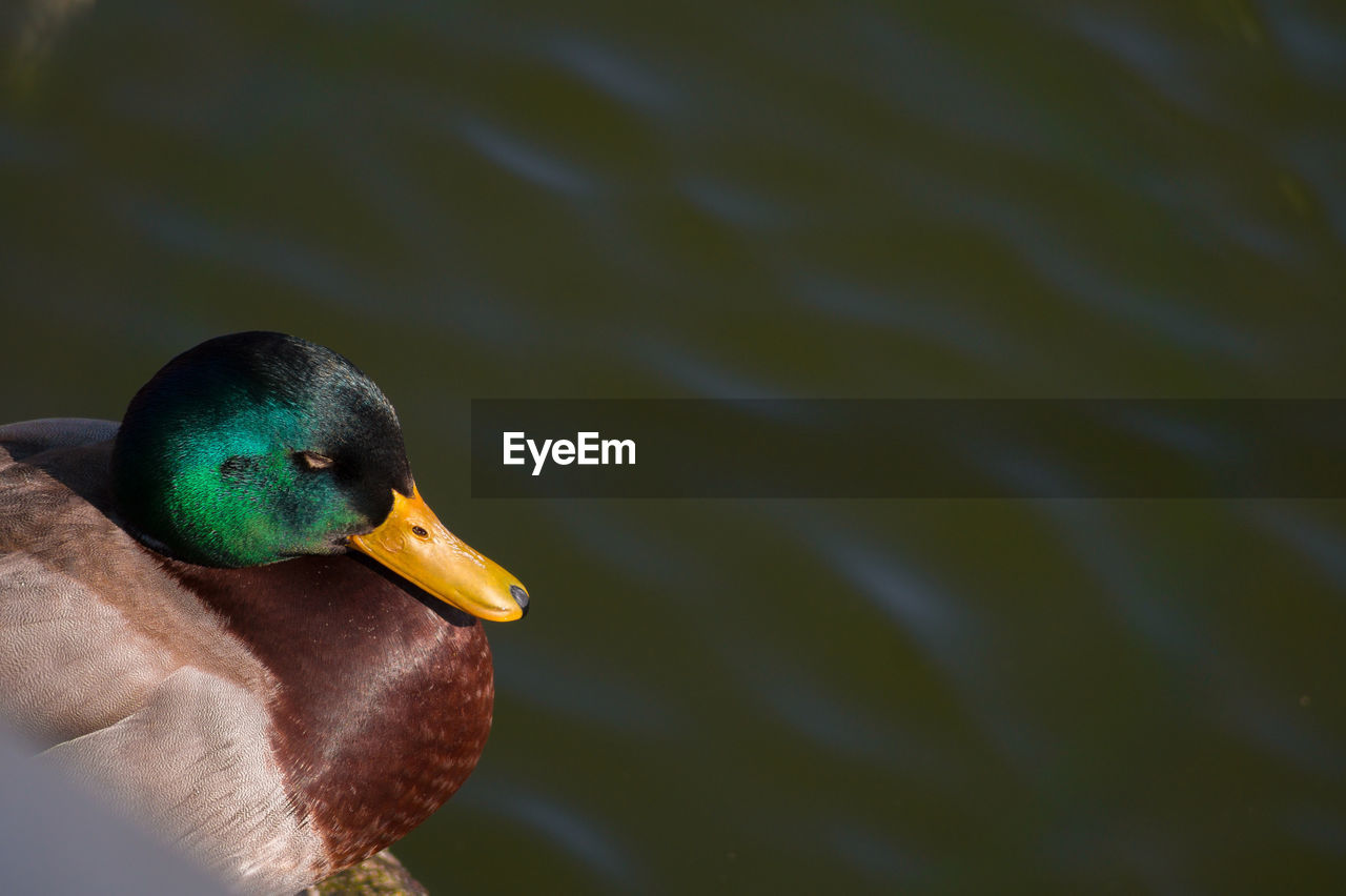 Close-up side view of a duck in water