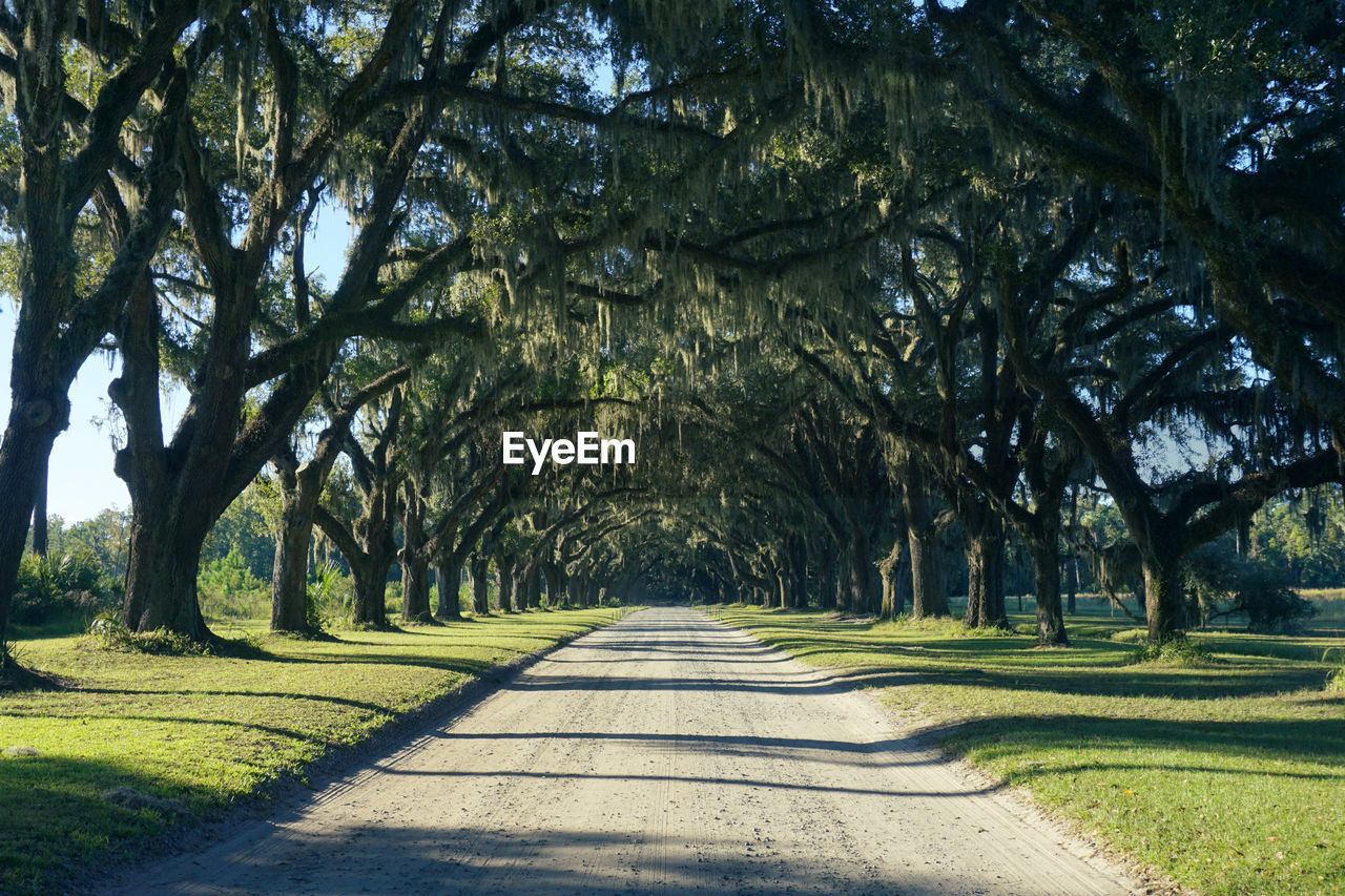 Empty road along trees in park