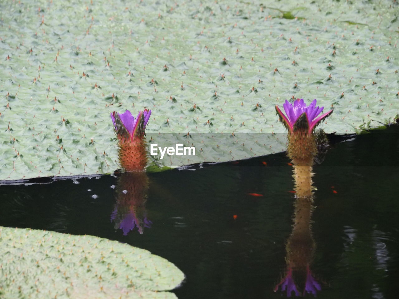 CLOSE-UP OF PURPLE WATER LILY IN LAKE