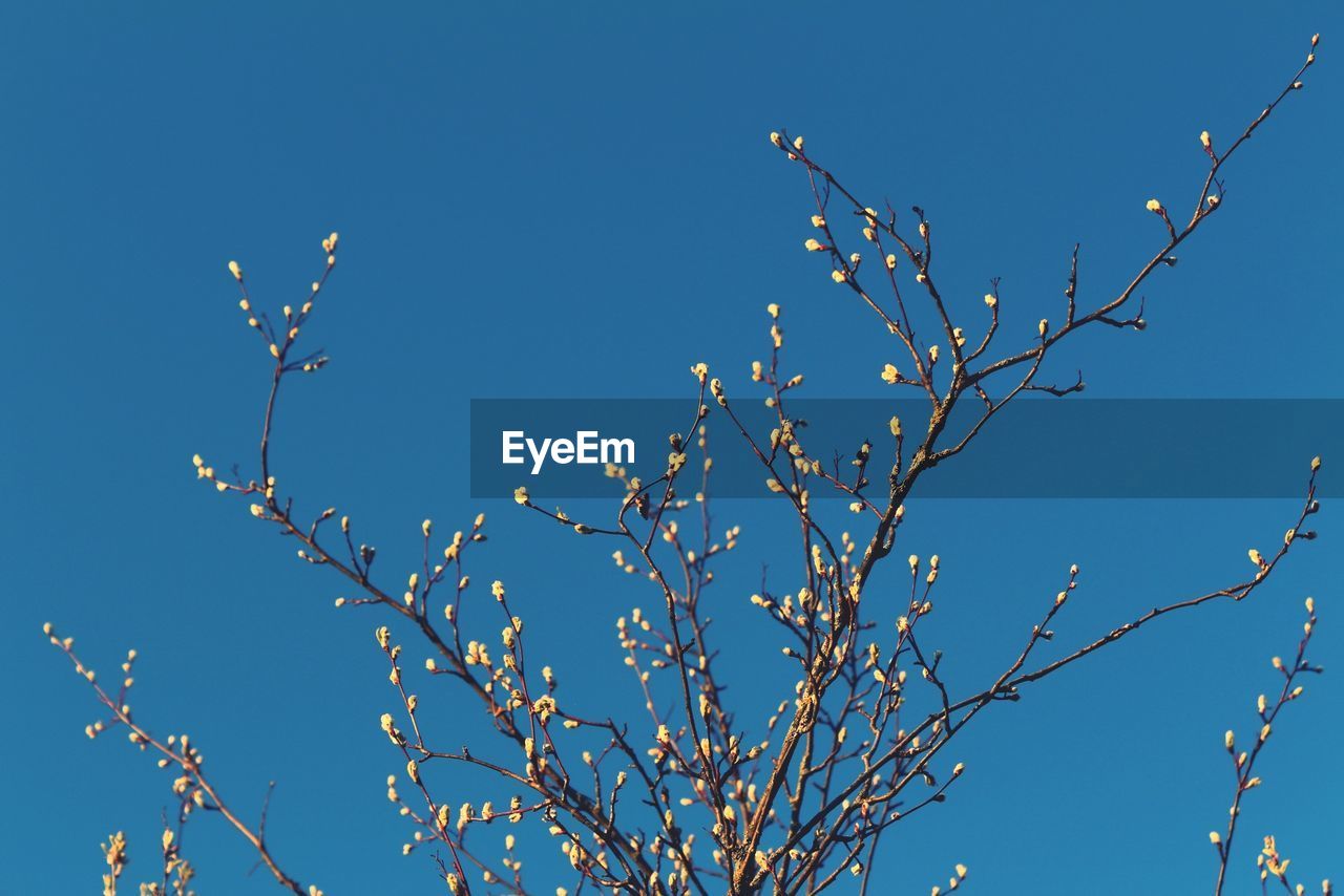 LOW ANGLE VIEW OF FLOWERING TREE AGAINST CLEAR BLUE SKY