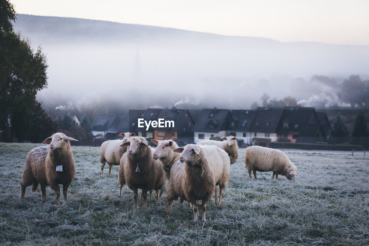 Sheep on grassy field in foggy weather during sunrise