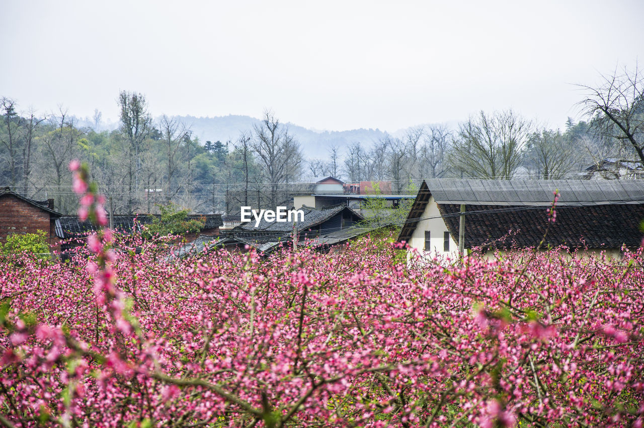 PINK FLOWERS BLOOMING AGAINST CLEAR SKY