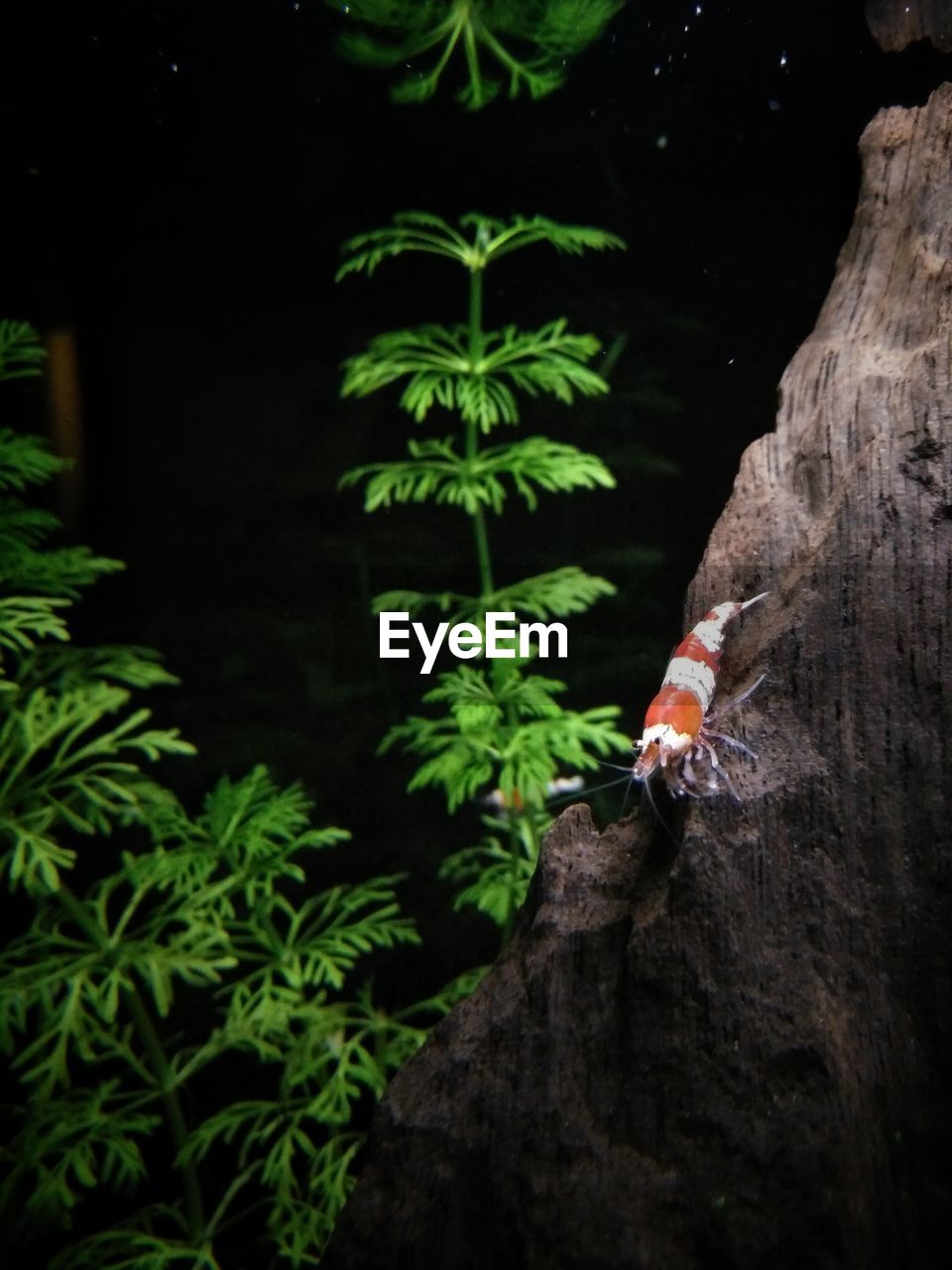 CLOSE-UP OF LIZARD ON TREES