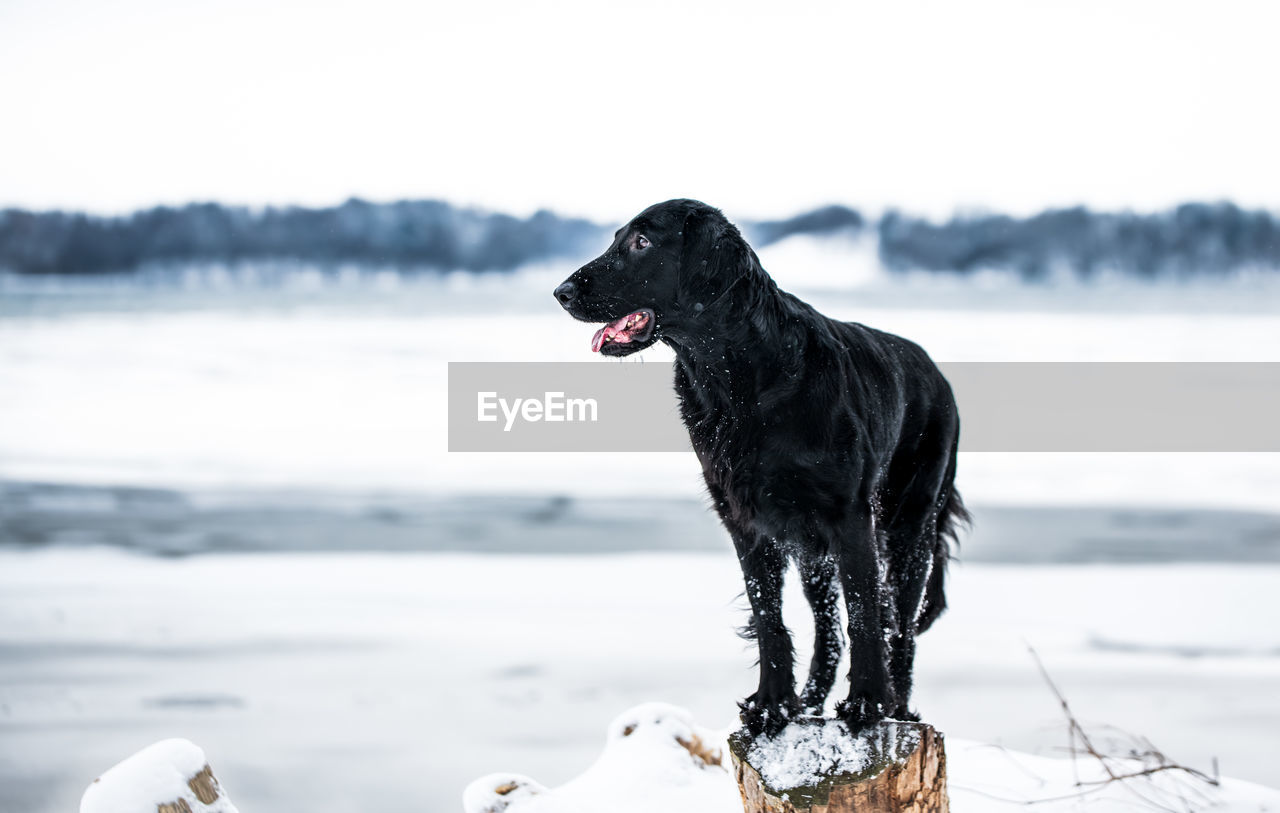 Black dog looking away