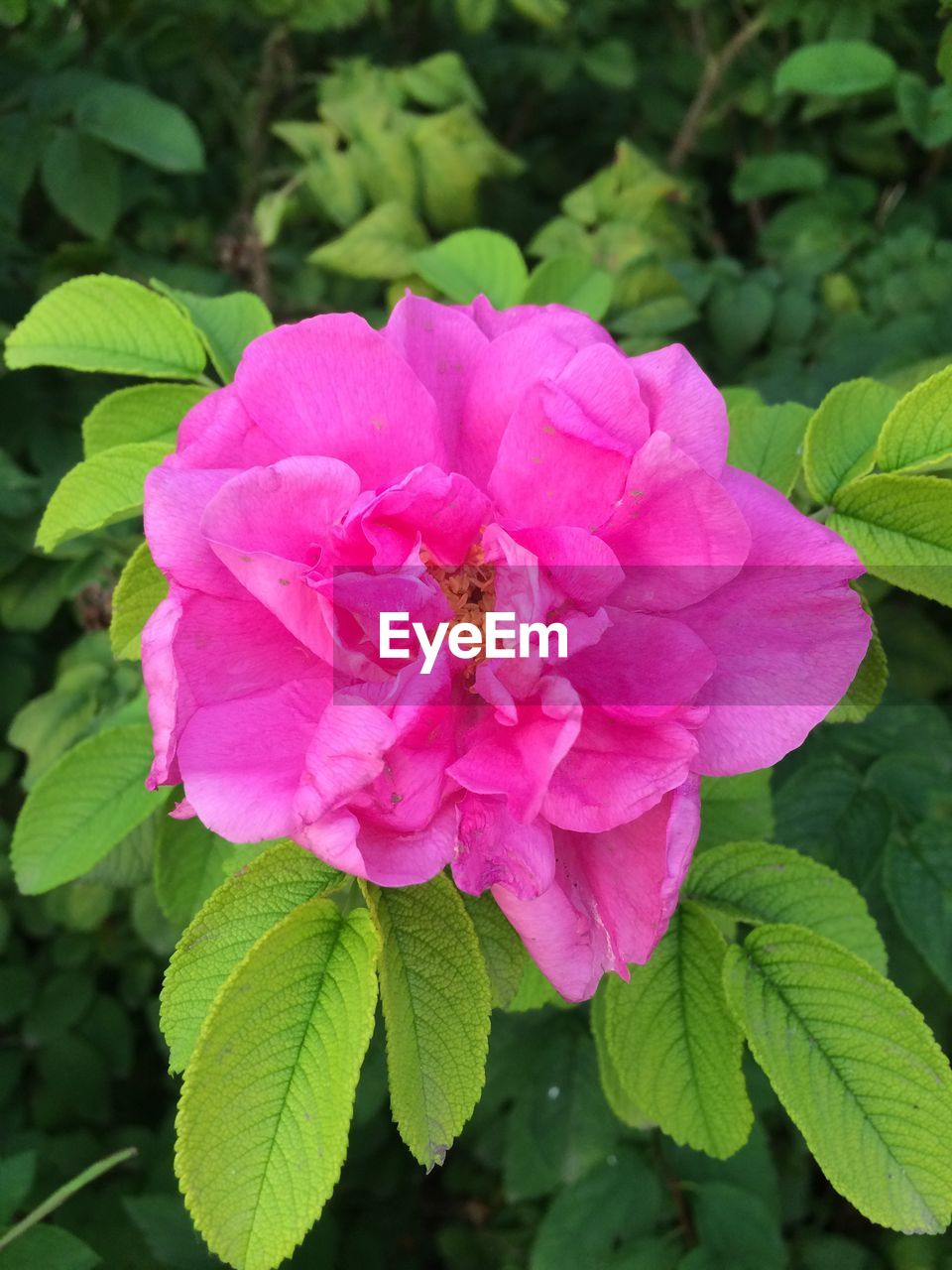 CLOSE-UP OF PINK FLOWERS IN PARK