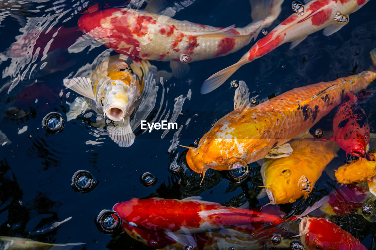 HIGH ANGLE VIEW OF KOI FISH IN SEA