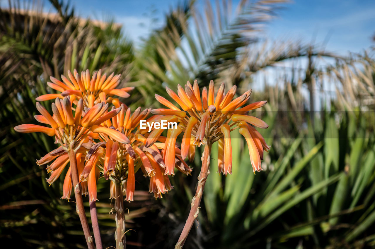 CLOSE-UP OF ORANGE FLOWERING PLANT