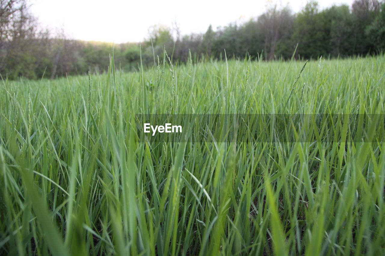 Scenic view of grassy field against cloudy sky