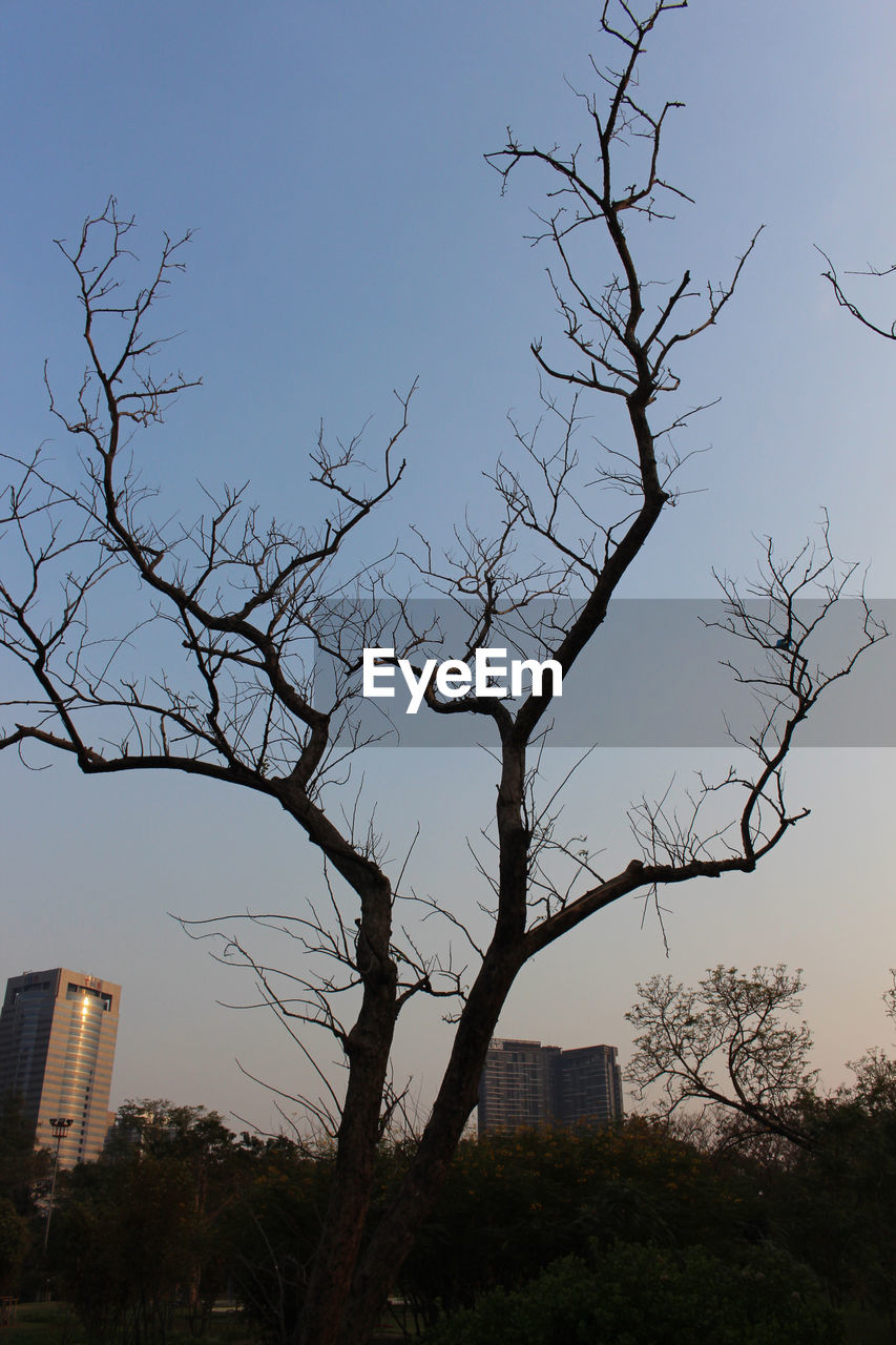 BARE TREE BY BUILDING AGAINST CLEAR SKY