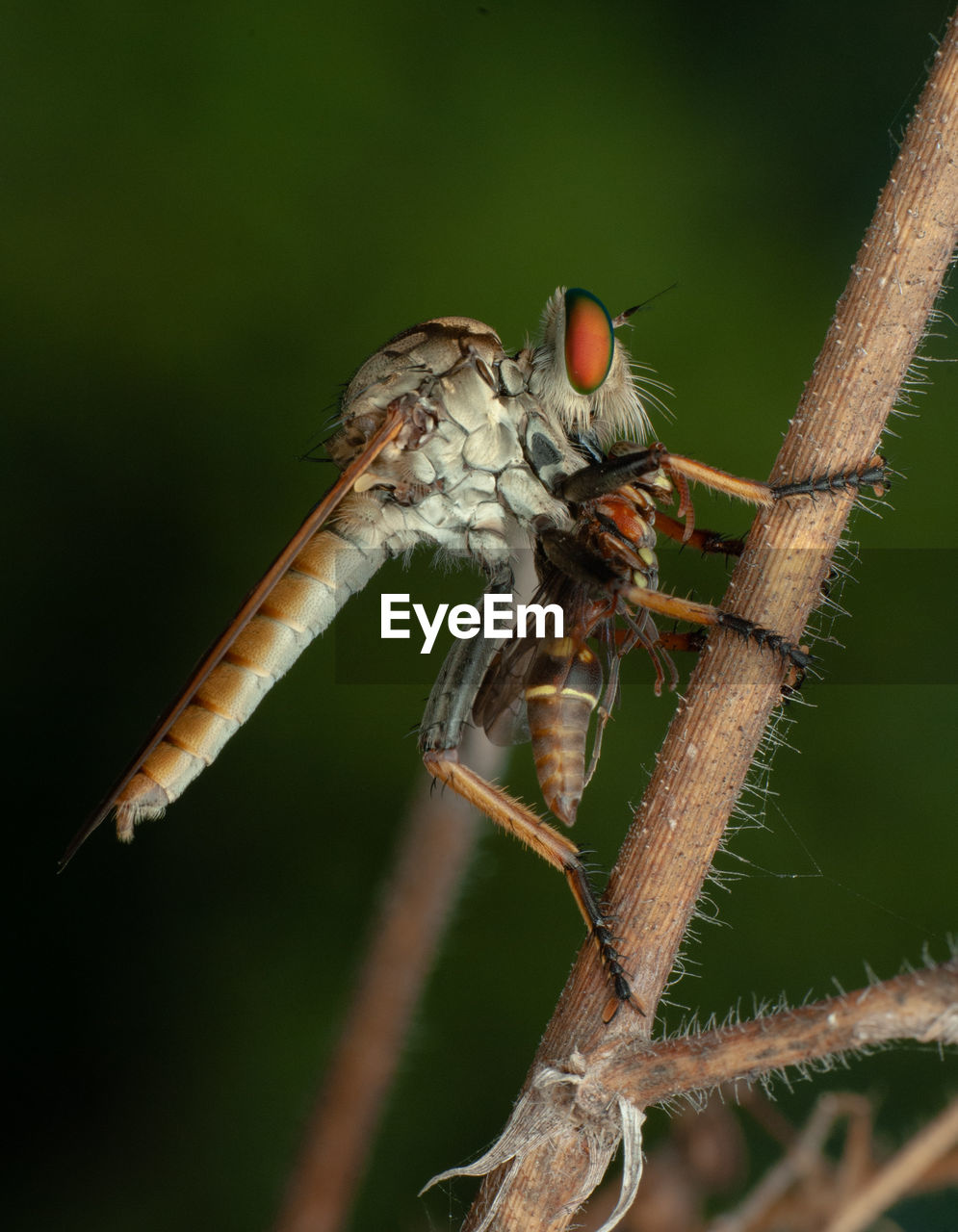 Close-up of insect