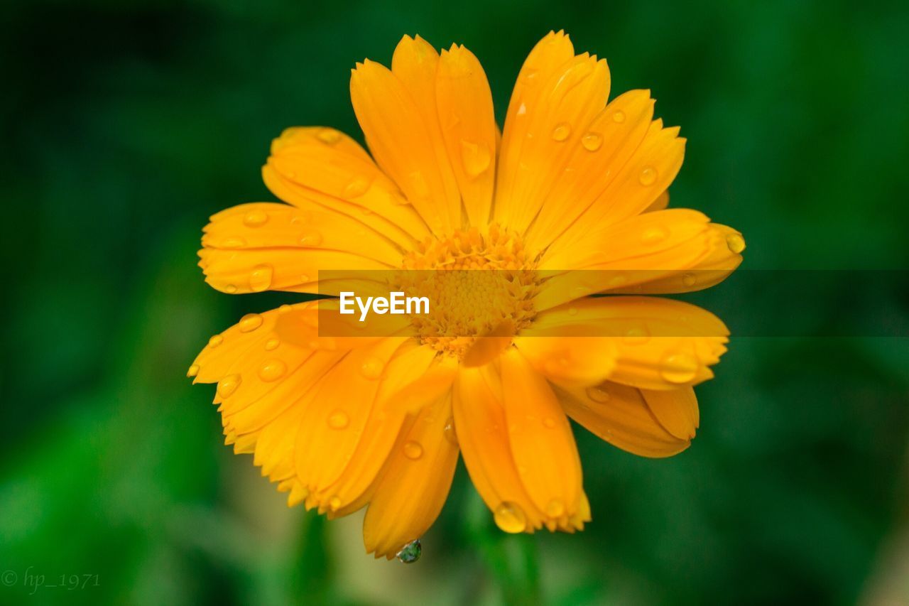 Close-up of wet yellow flower