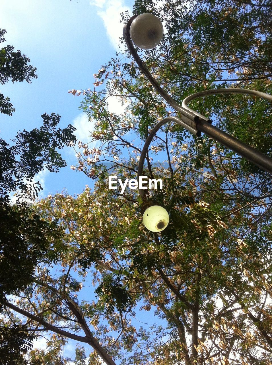 CLOSE-UP LOW ANGLE VIEW OF TREE AGAINST SKY