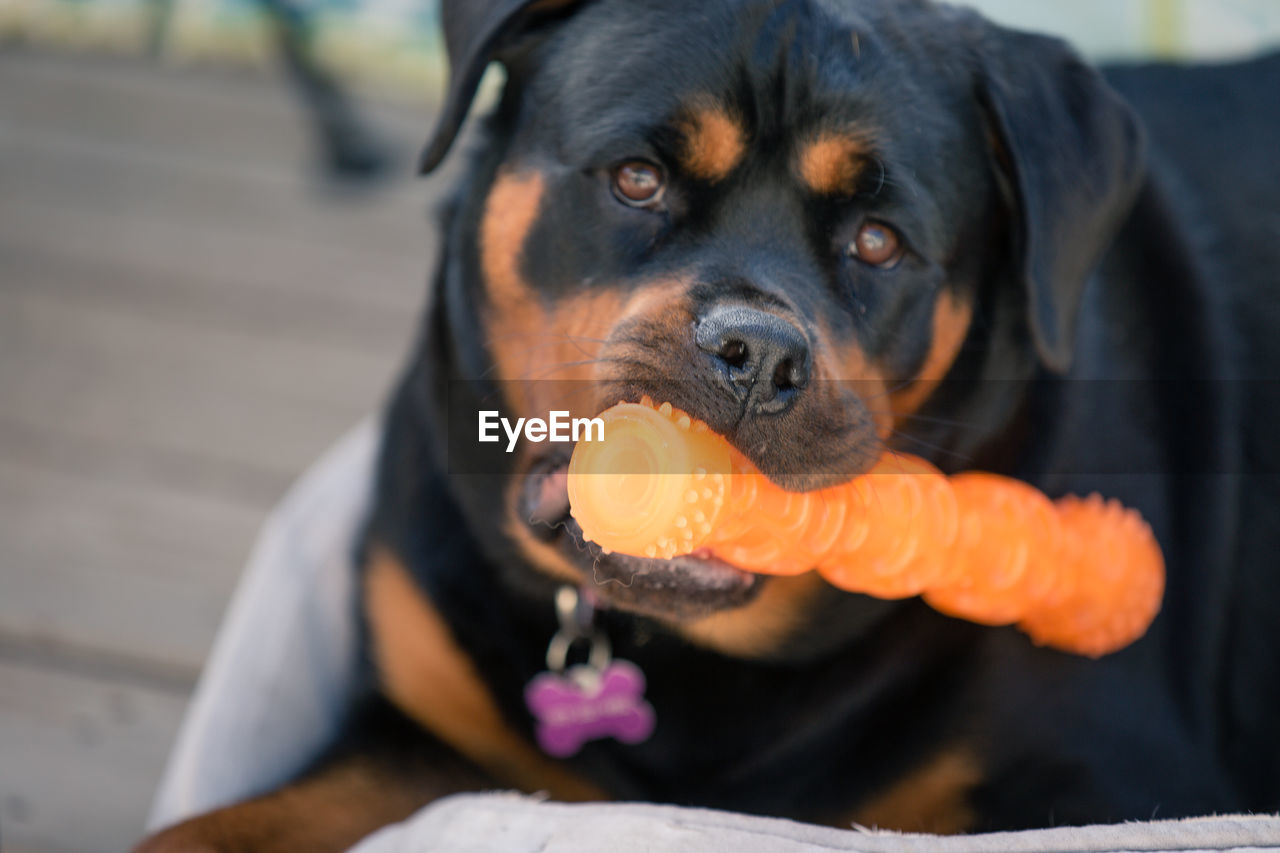 Close-up portrait of rottweiler biting toy