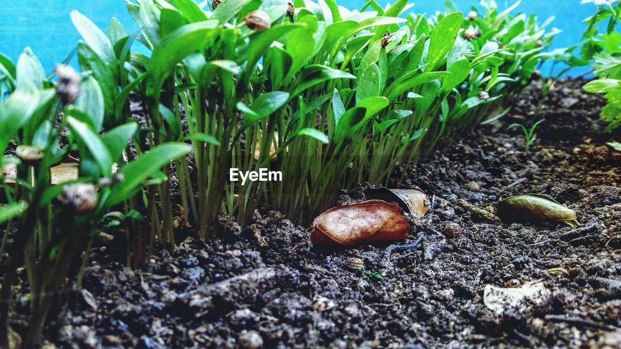 Close-up of fresh green plants by dirt